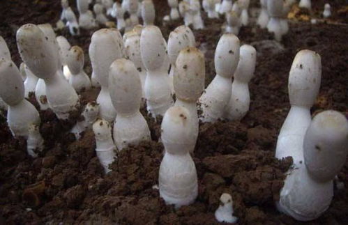 雞腿菇栽培嚴防雞爪菌 石灰與石膏一步到位防治實用指南